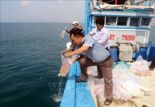 Thả hơn 500 000 con giống ra biển tái tạo nguồn lợi thủy sản