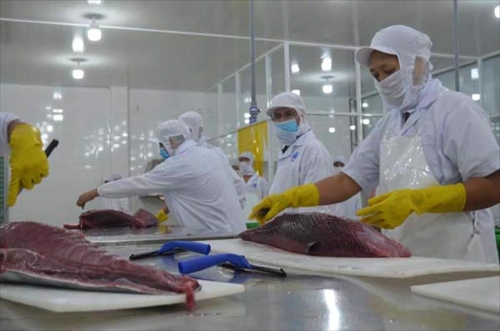 Sắc lệnh thuế quan mới của Mỹ gây sức ép lên cá ngừ Việt Nam