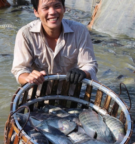 Chuyên trang Góc nhìn pháp lý cải chính thông tin về bài viết liên quan tới cá rô phi