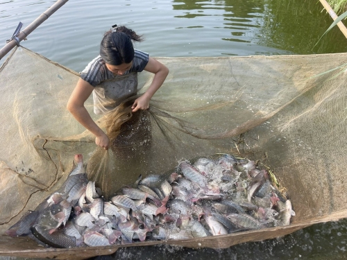 Cá rô phi Việt Nam trước cơ hội bứt phá trong chuỗi cung ứng toàn cầu