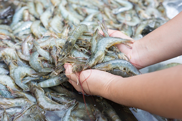 Chuyển dịch mô hình phát triển ngành tôm Việt Nam trong bối cảnh mới ảnh 1
